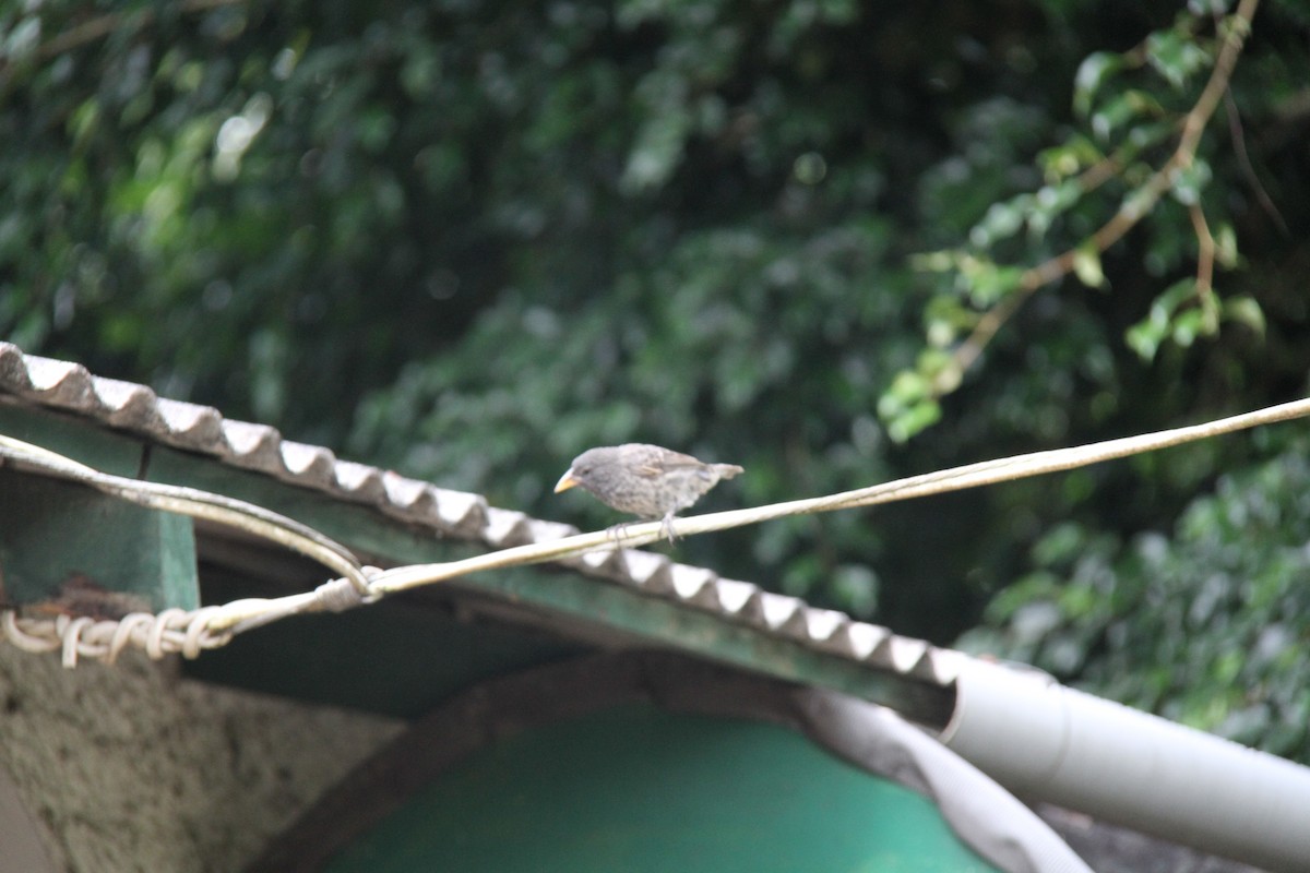 Kaktusgrundfink - ML644843069