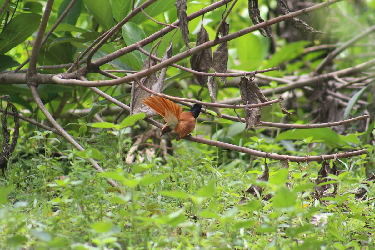 Hainparadiesschnäpper - ML644843074