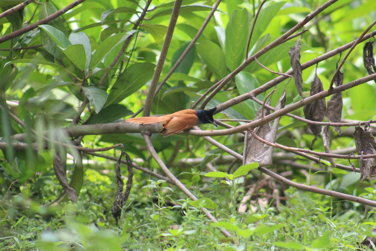 Hainparadiesschnäpper - ML644843075