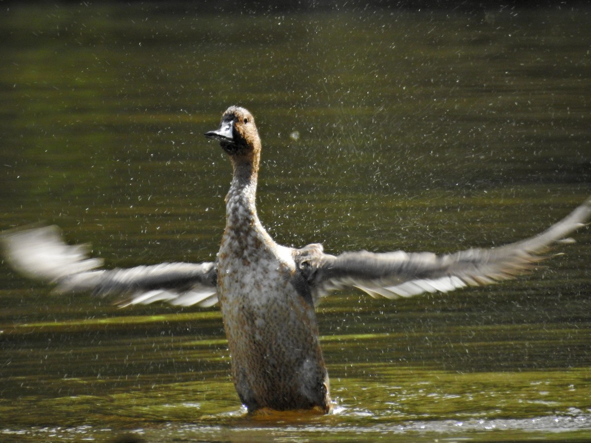 Spießente - ML644843077