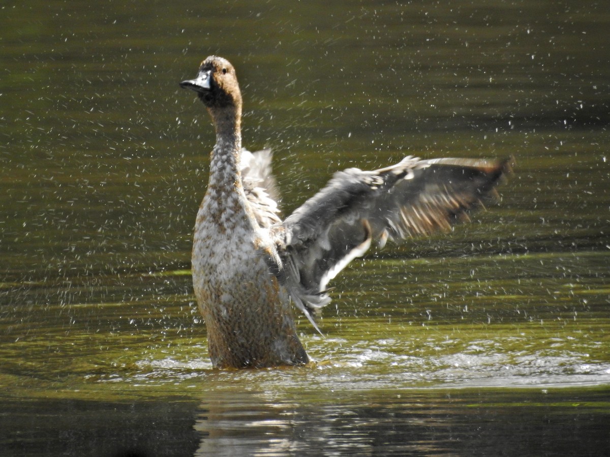 Spießente - ML644843079