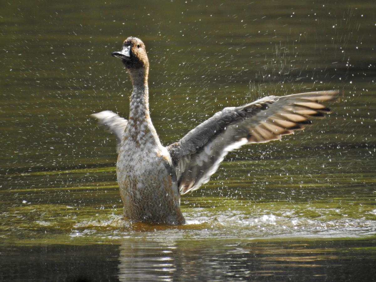 Spießente - ML644843080