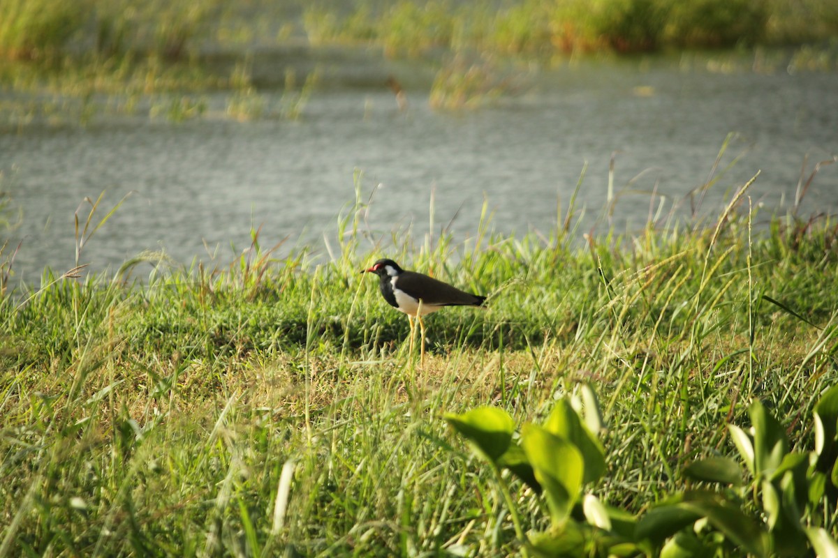 Rotlappenkiebitz - ML644843084