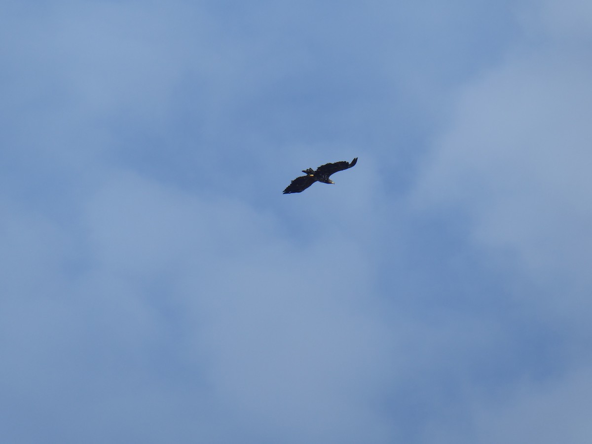 Seeadler - ML644843085