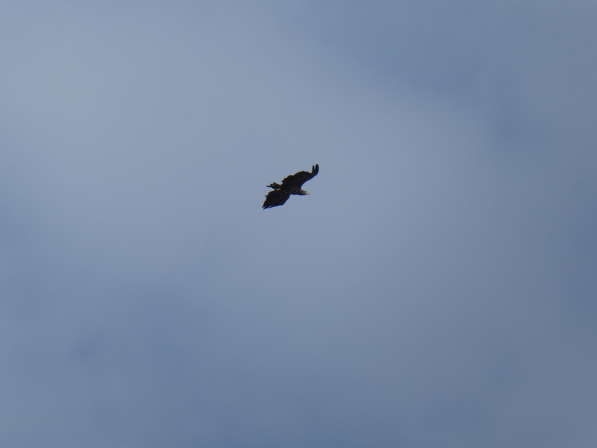 Seeadler - ML644843086