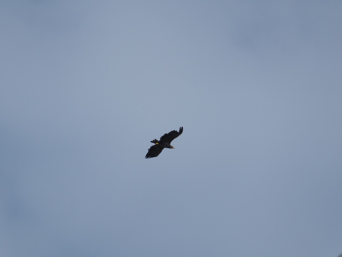 Seeadler - ML644843087