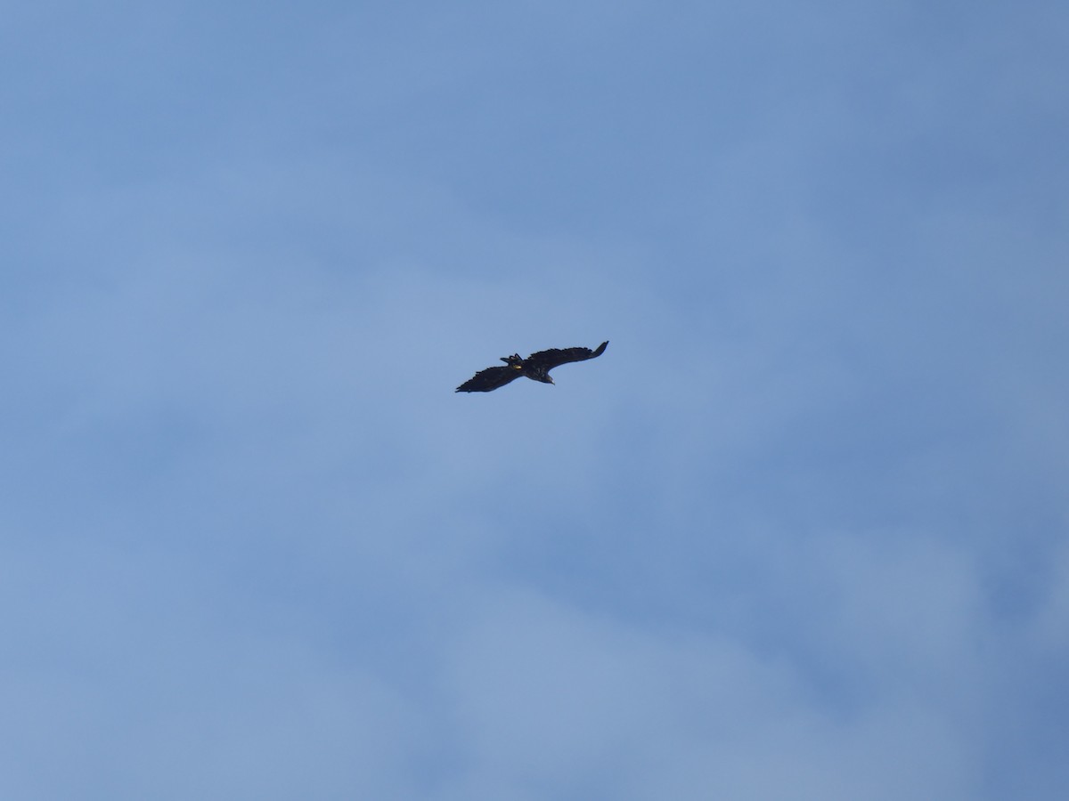 Seeadler - ML644843088