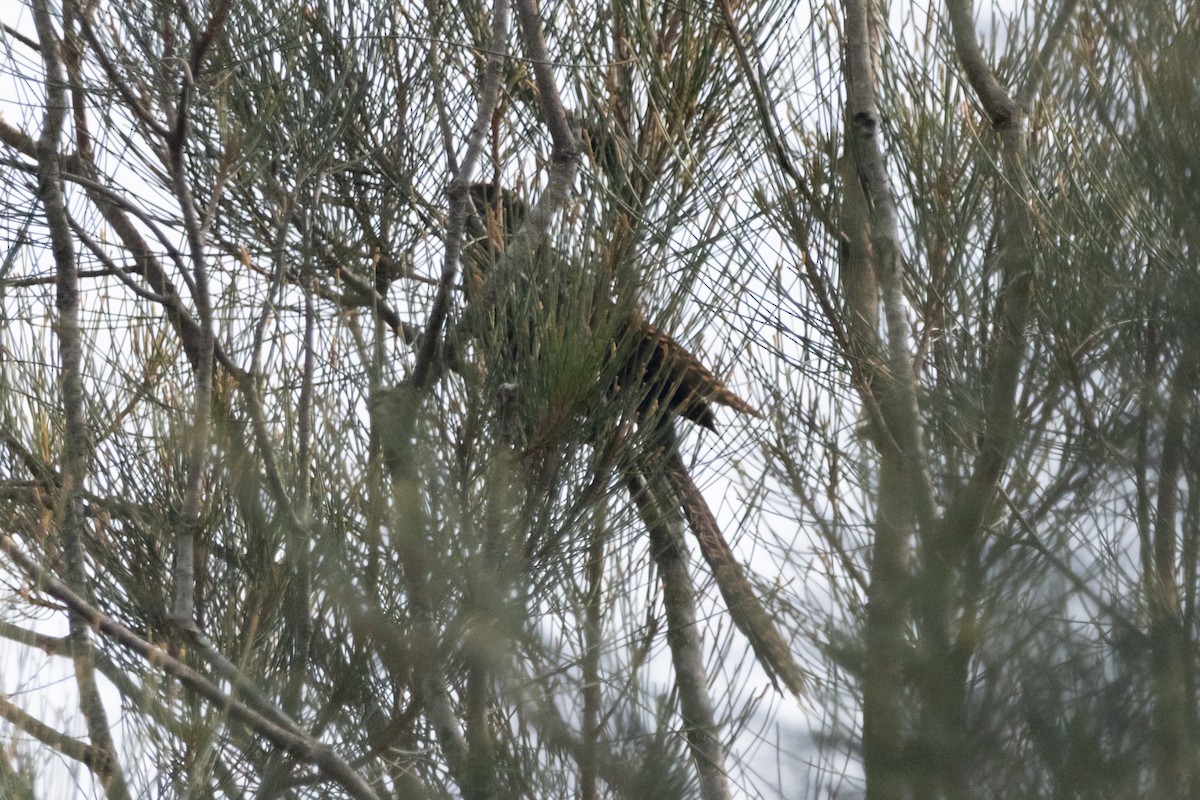 Fasanschwanzkuckuck - ML644843089