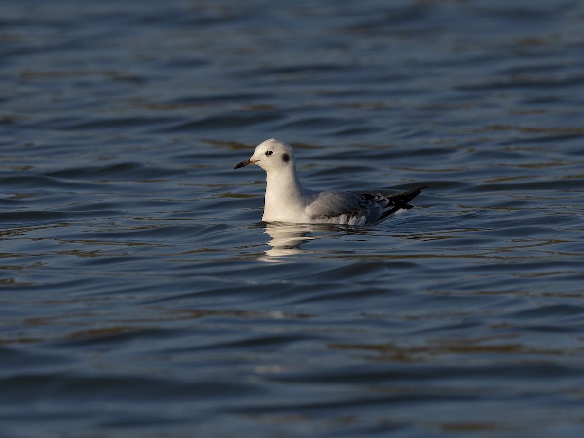 Bonapartemöwe - ML644843090