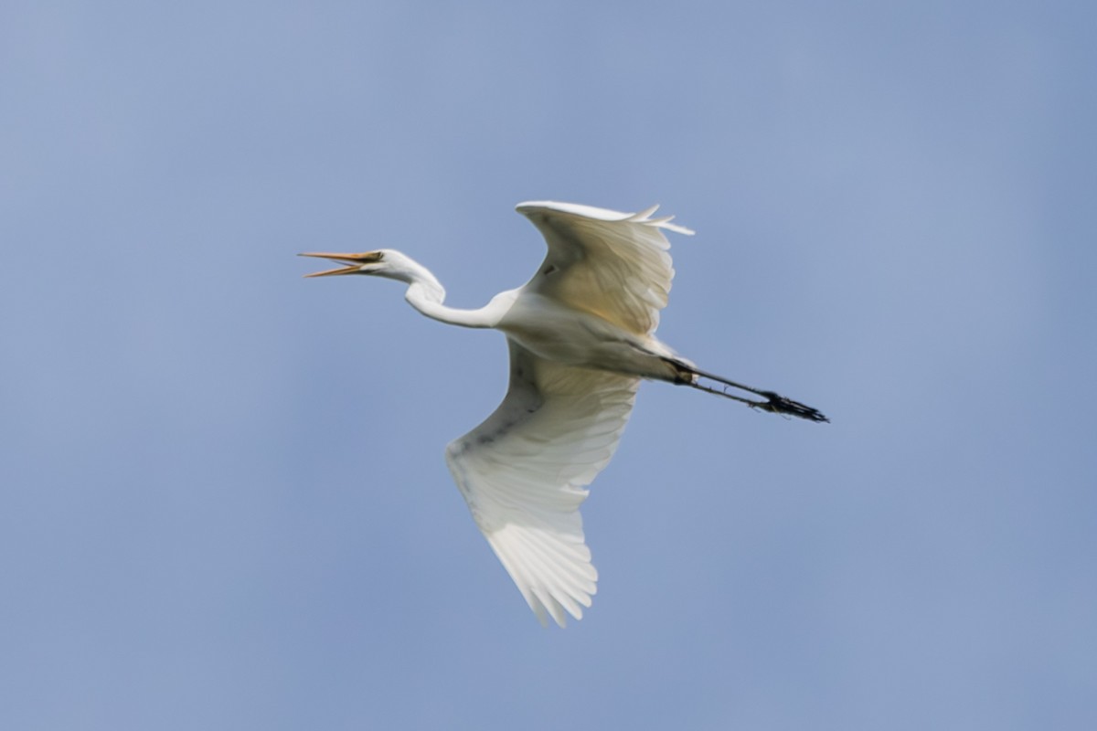 Silberreiher - ML644843091