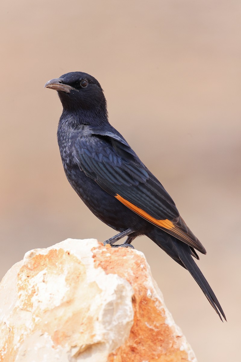 Tristramstar - ML644843092