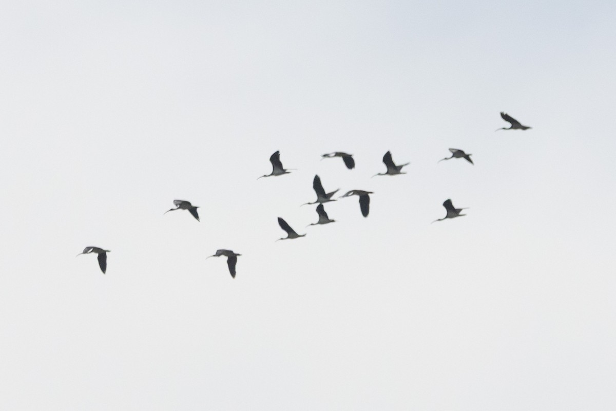 Stachelibis - ML644843093