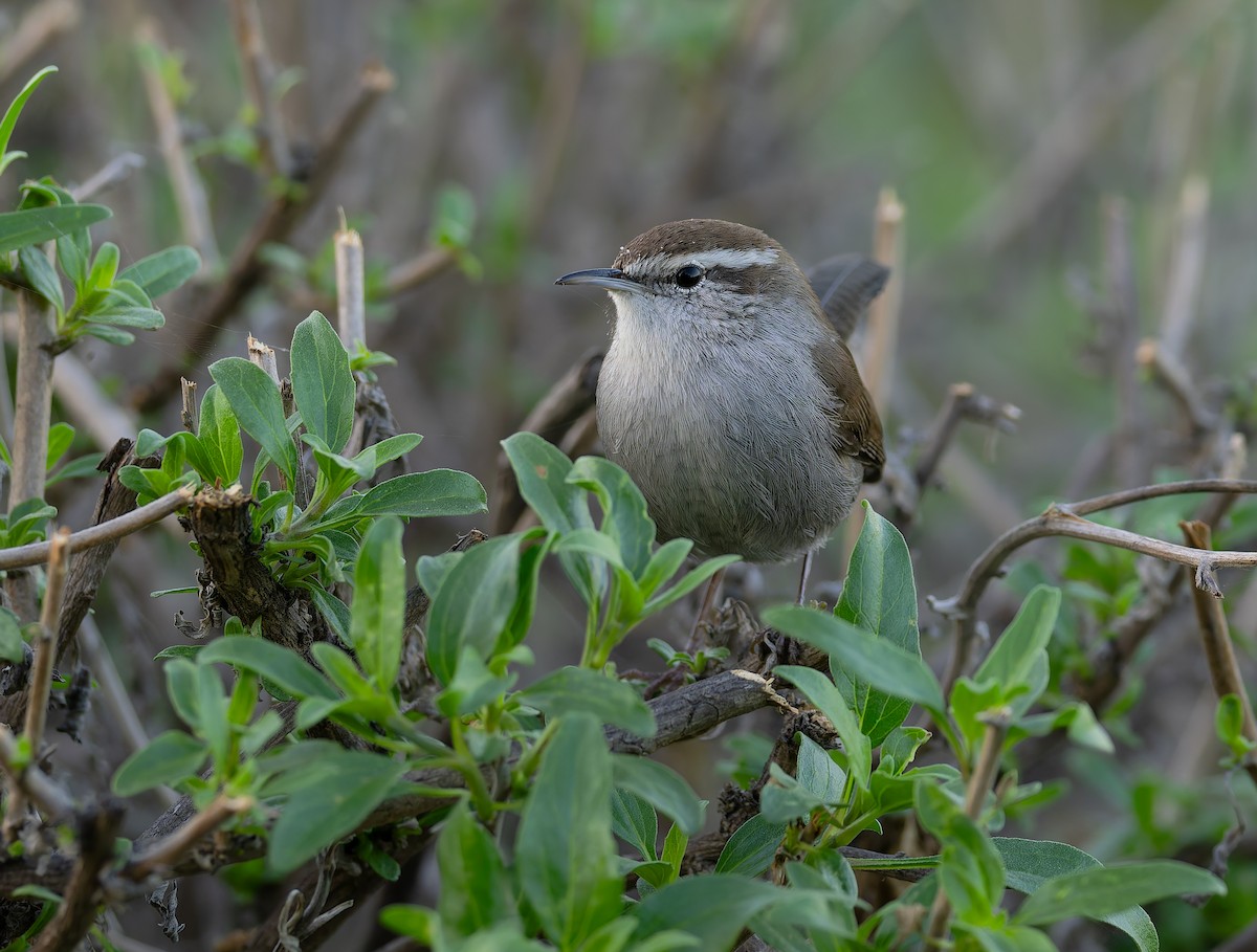 Buschzaunkönig - ML644843095