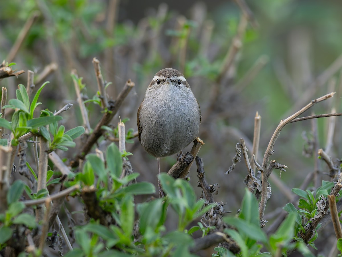 Buschzaunkönig - ML644843096