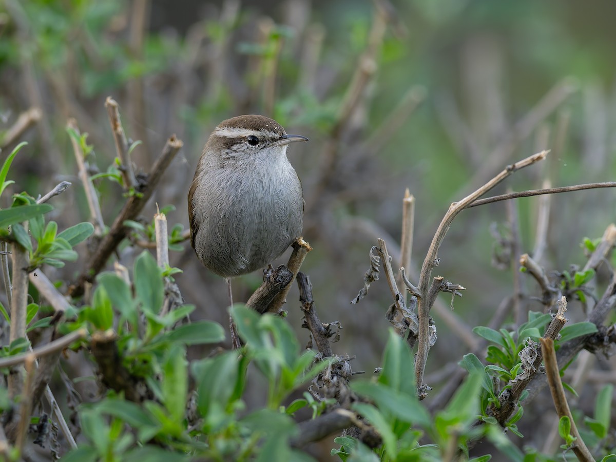 Buschzaunkönig - ML644843097