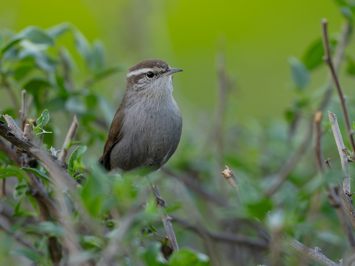 Buschzaunkönig - ML644843098