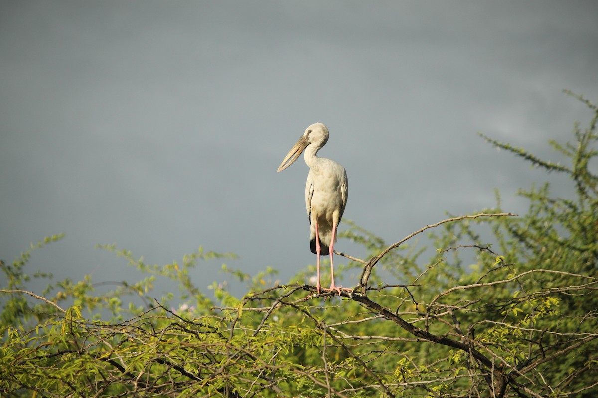 Silberklaffschnabel - ML644843099