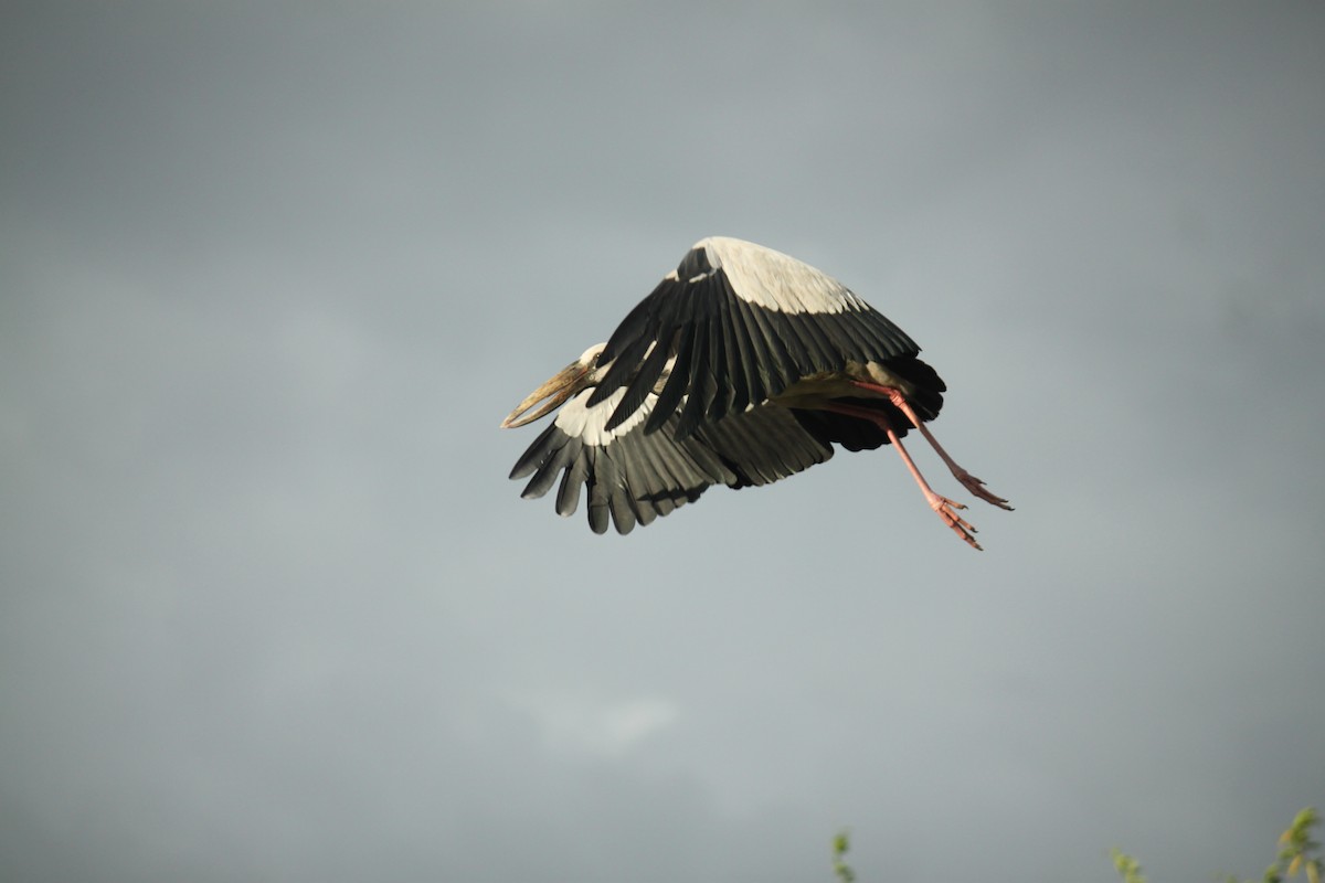 Silberklaffschnabel - ML644843100