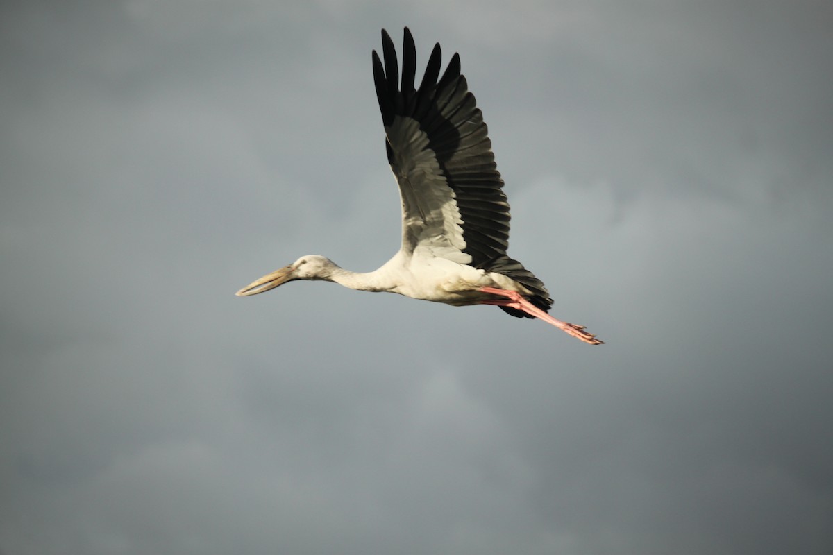 Silberklaffschnabel - ML644843101