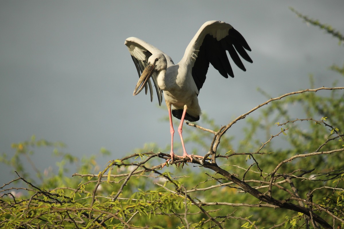 Silberklaffschnabel - ML644843102