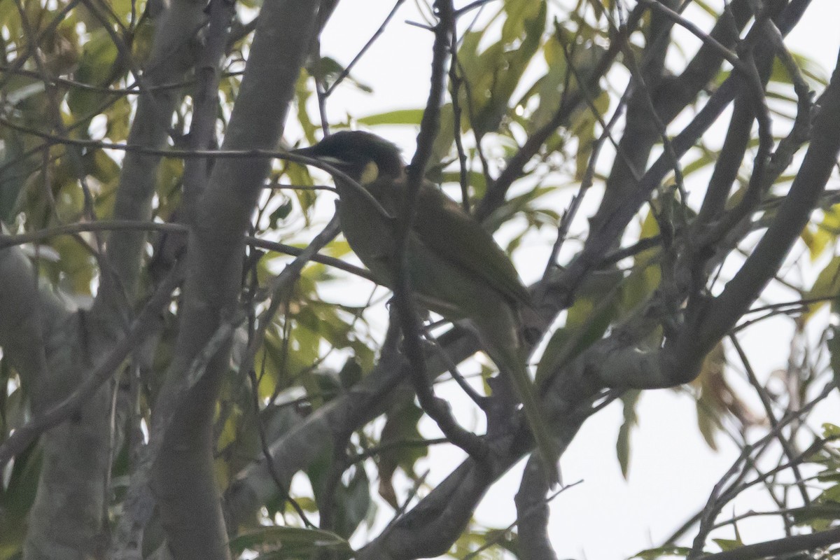 Goldohr-Honigfresser - ML644843104