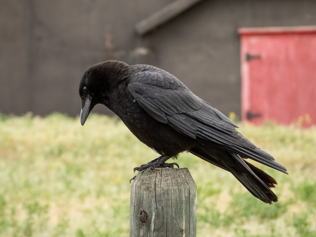 Amerikakrähe - ML644843106