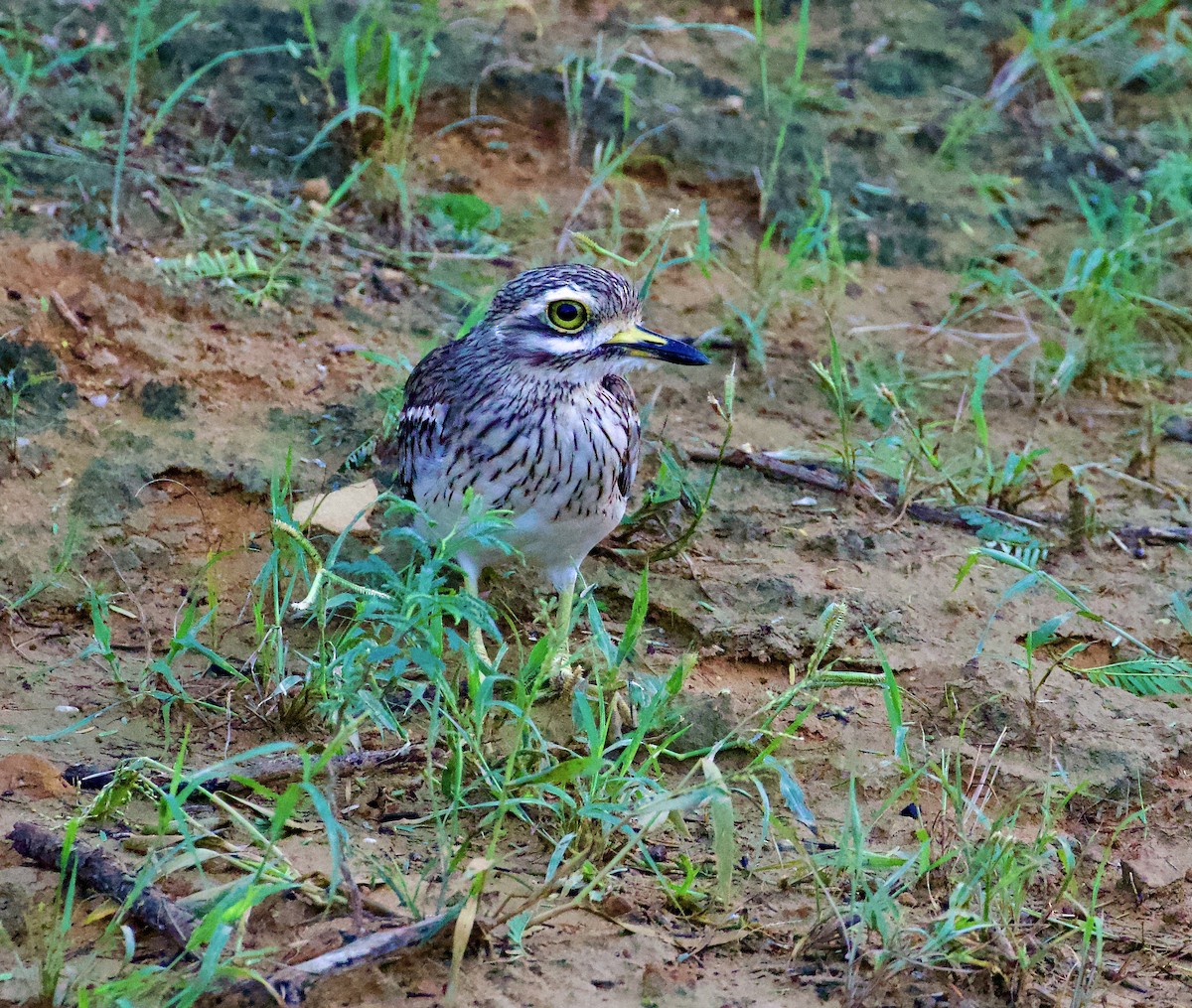 dytík indický - ML644843130