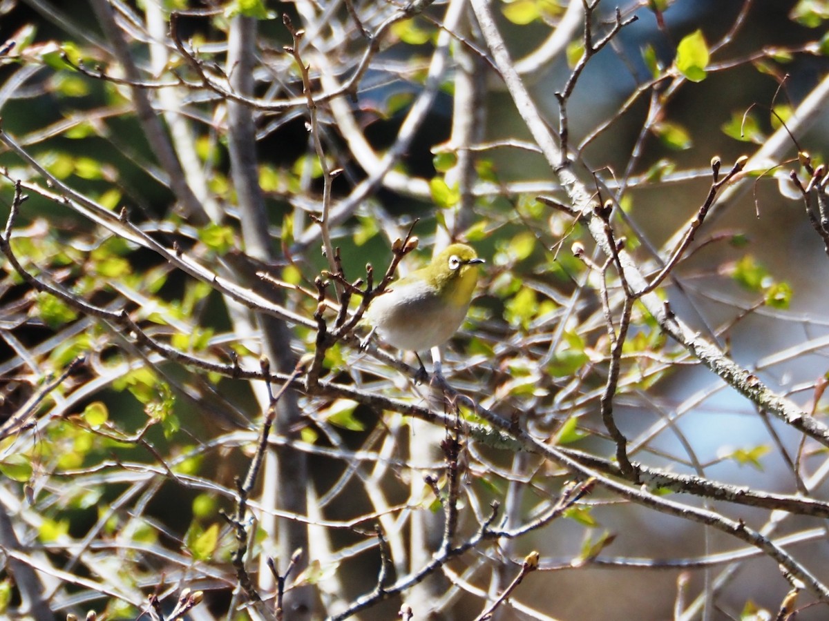 Warbling White-eye - ML644843135