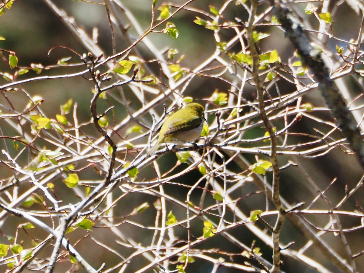 Warbling White-eye - ML644843136
