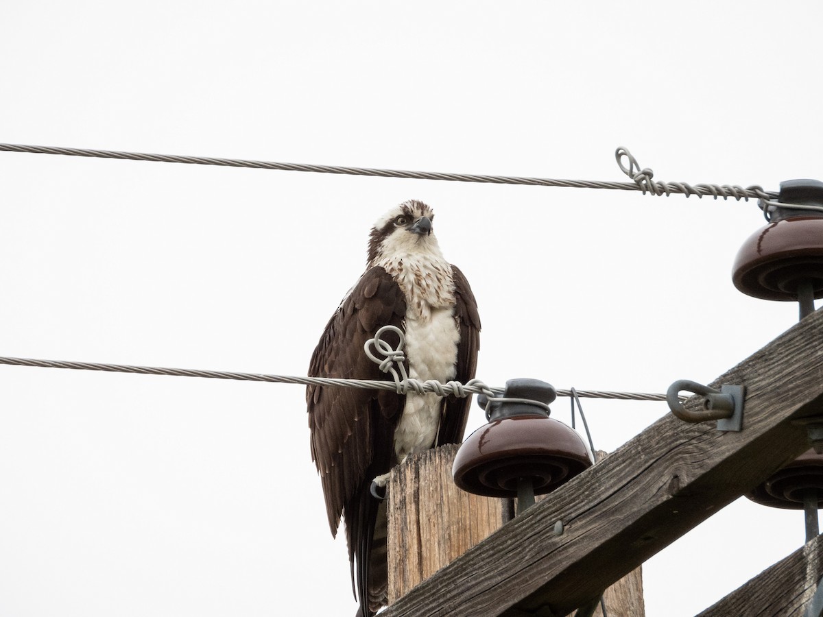 Скопа (carolinensis) - ML644843138
