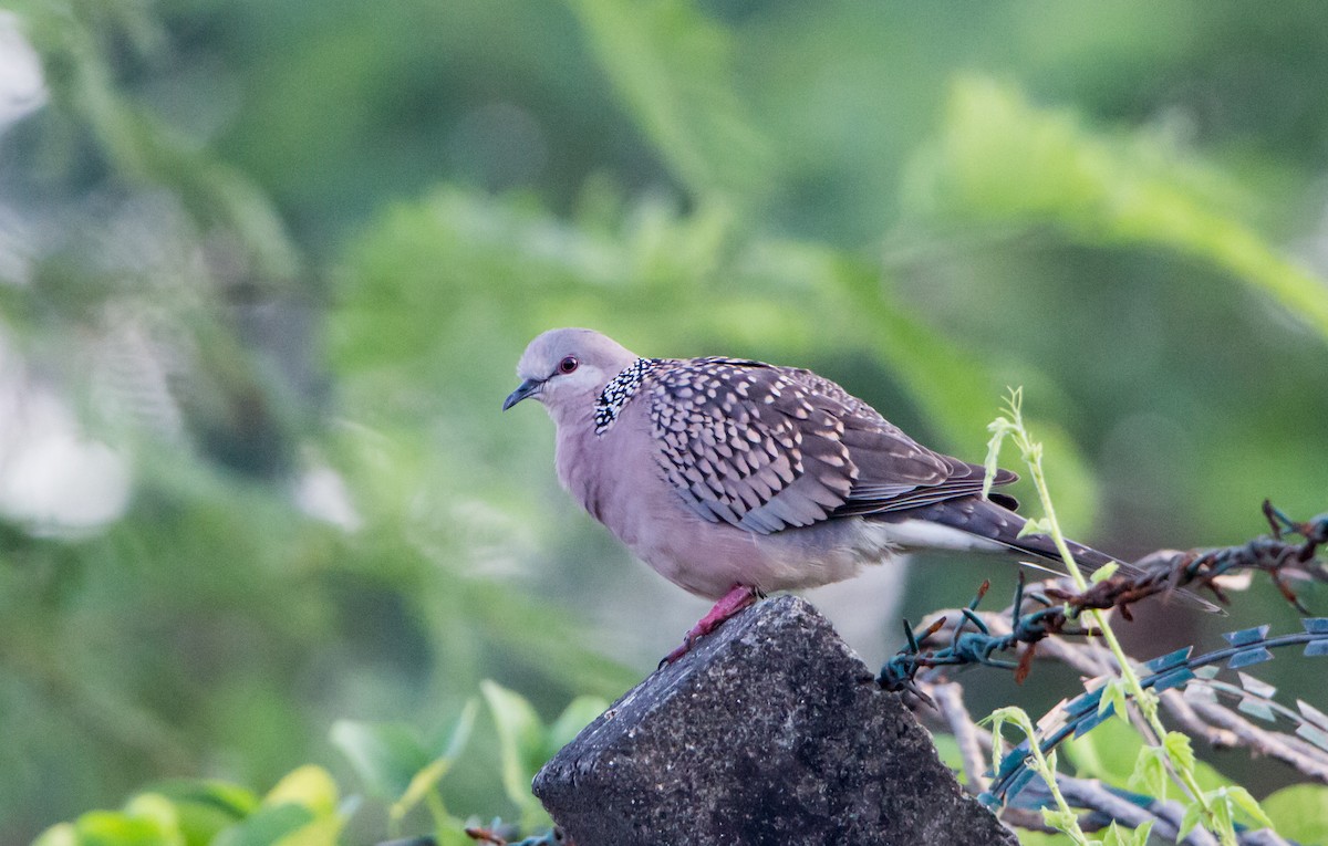 hrdlička kropenatá - ML644843150