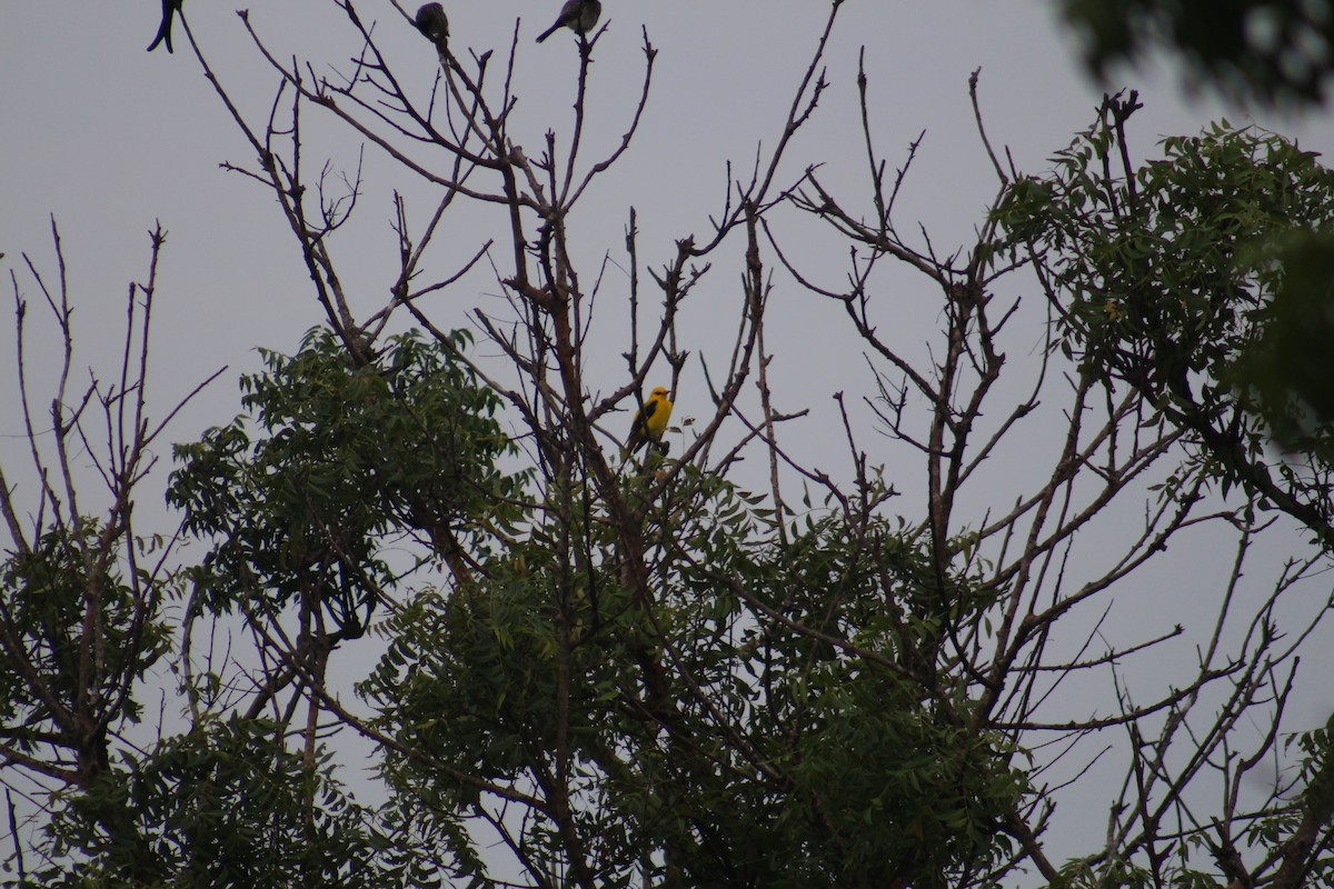 Indian Golden Oriole - ML644843154