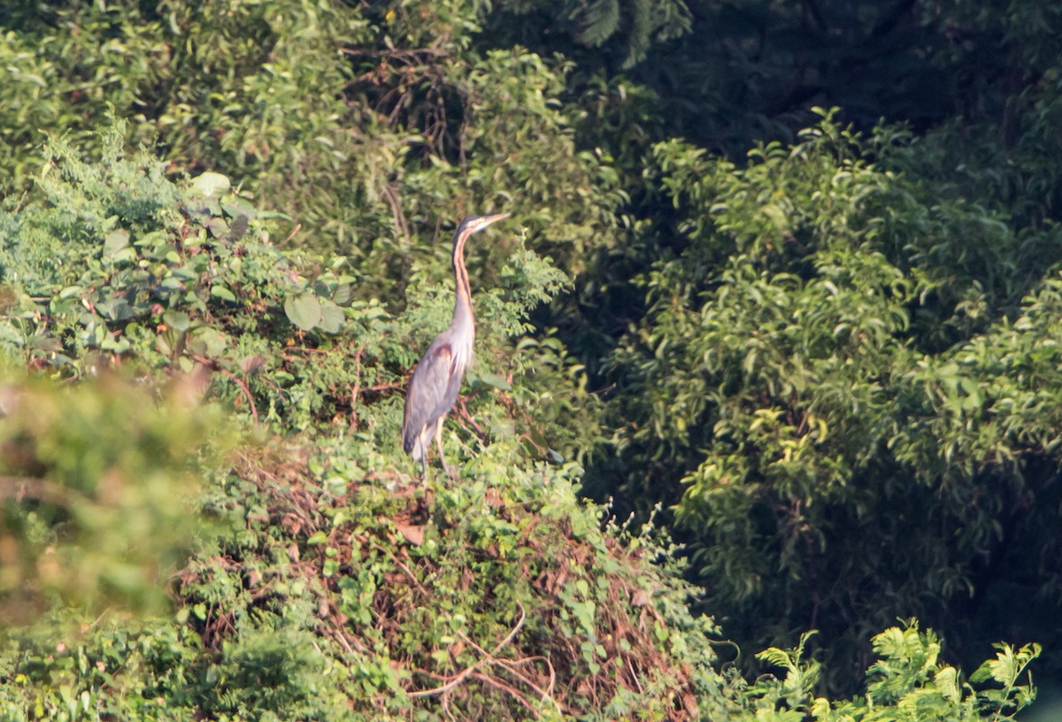 volavka červená - ML644843155