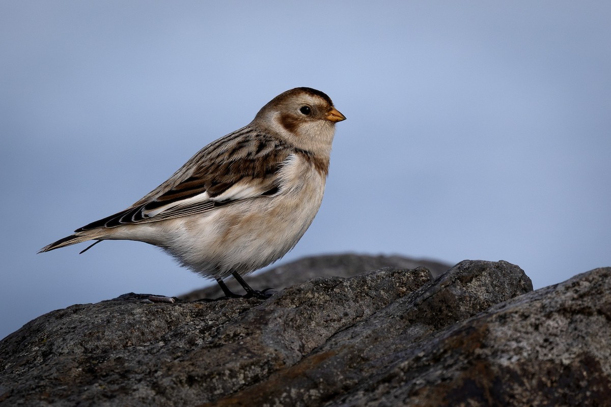 Snow Bunting - ML644843173