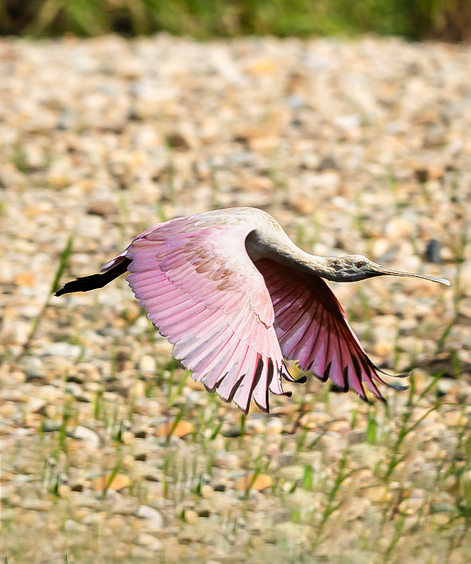 kolpík růžový - ML644843180