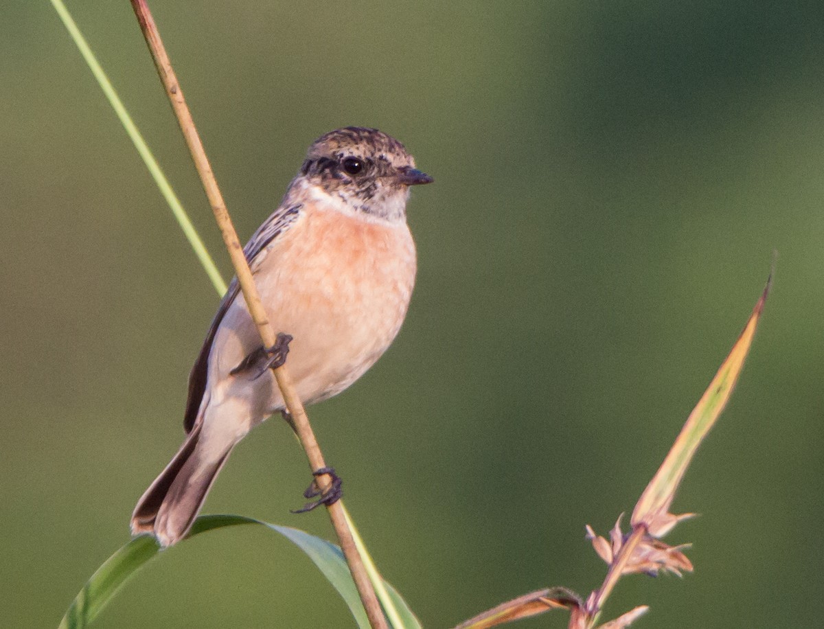 Siberian Stonechat - ML644843182