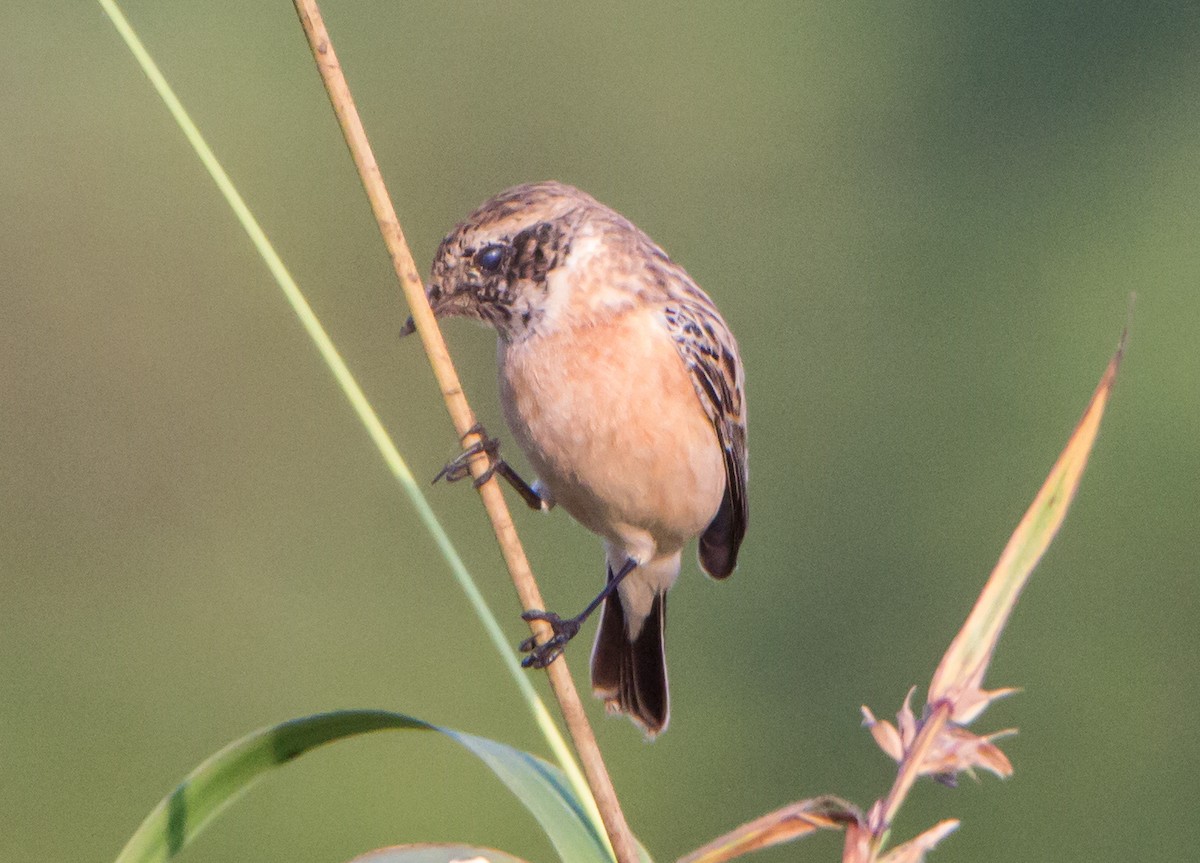 Siberian Stonechat - ML644843183