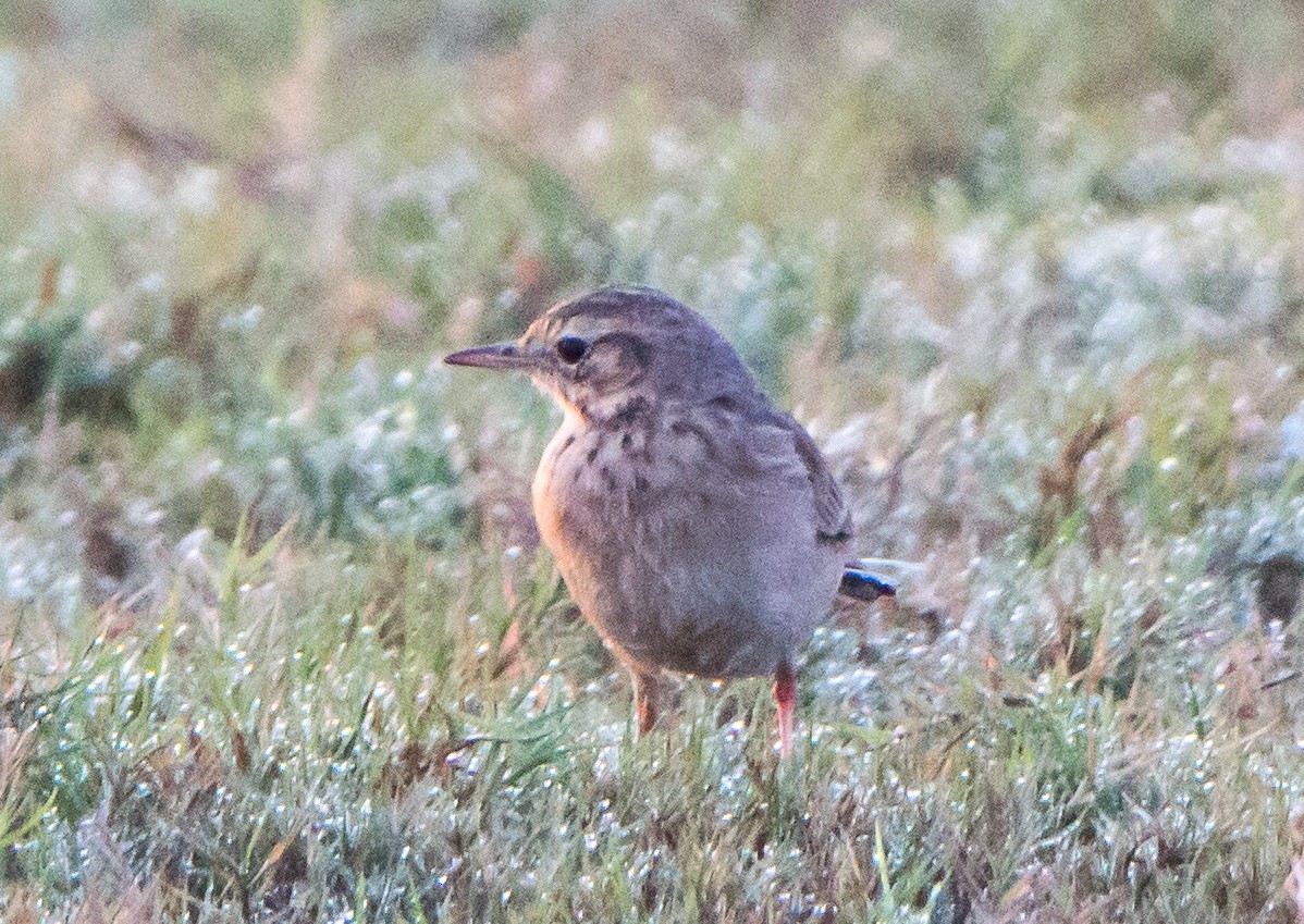 linduška rýžová - ML644843190