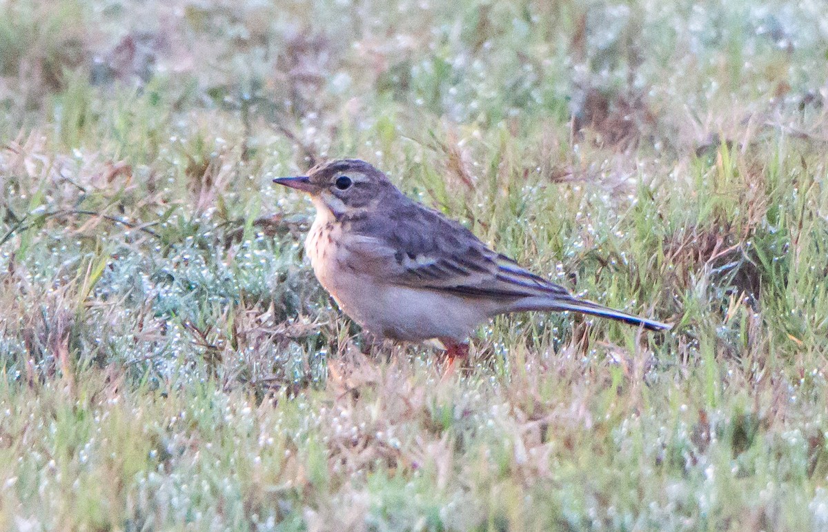 linduška rýžová - ML644843191