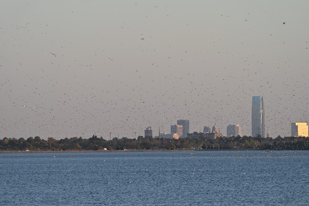 gull sp. - ML644843207