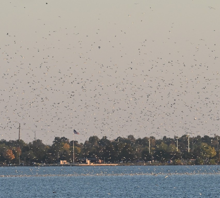 gull sp. - ML644843208