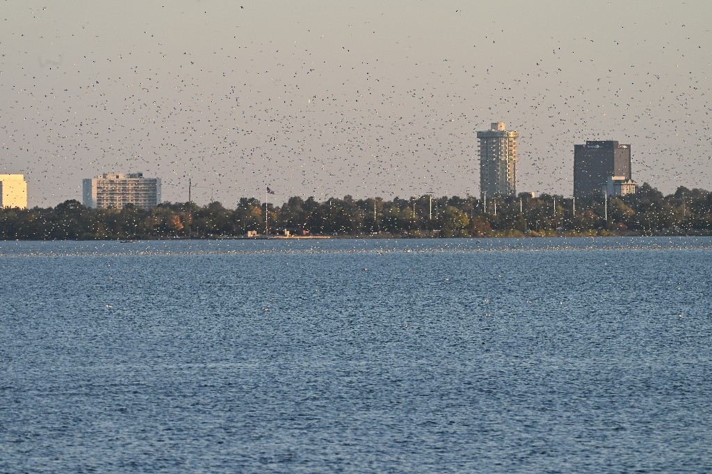 gull sp. - ML644843209