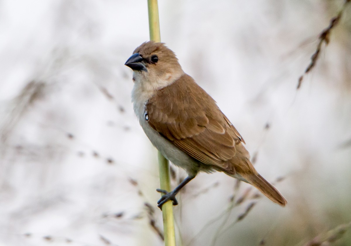 stříbrozobka indická - ML644843214