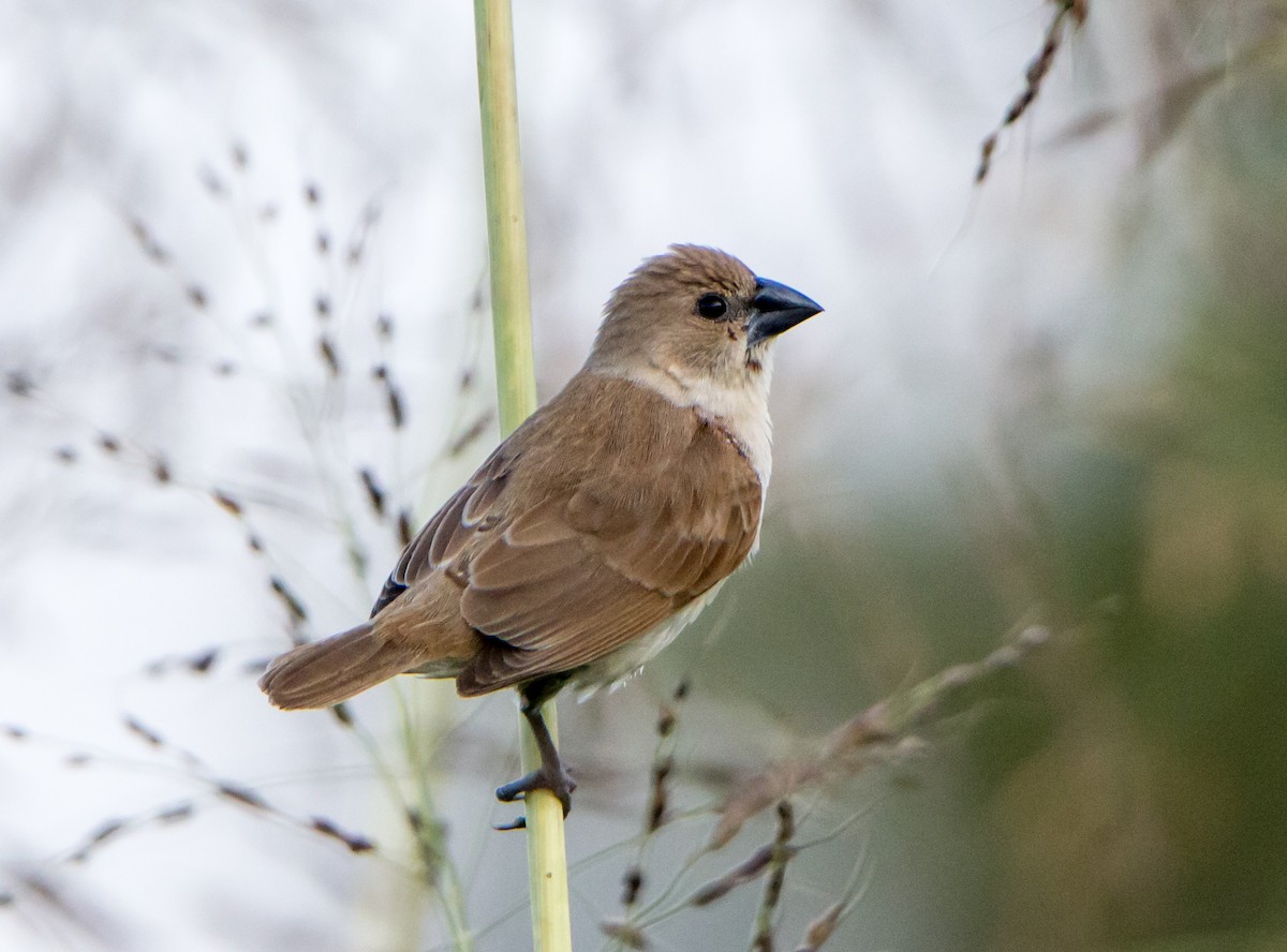 stříbrozobka indická - ML644843215