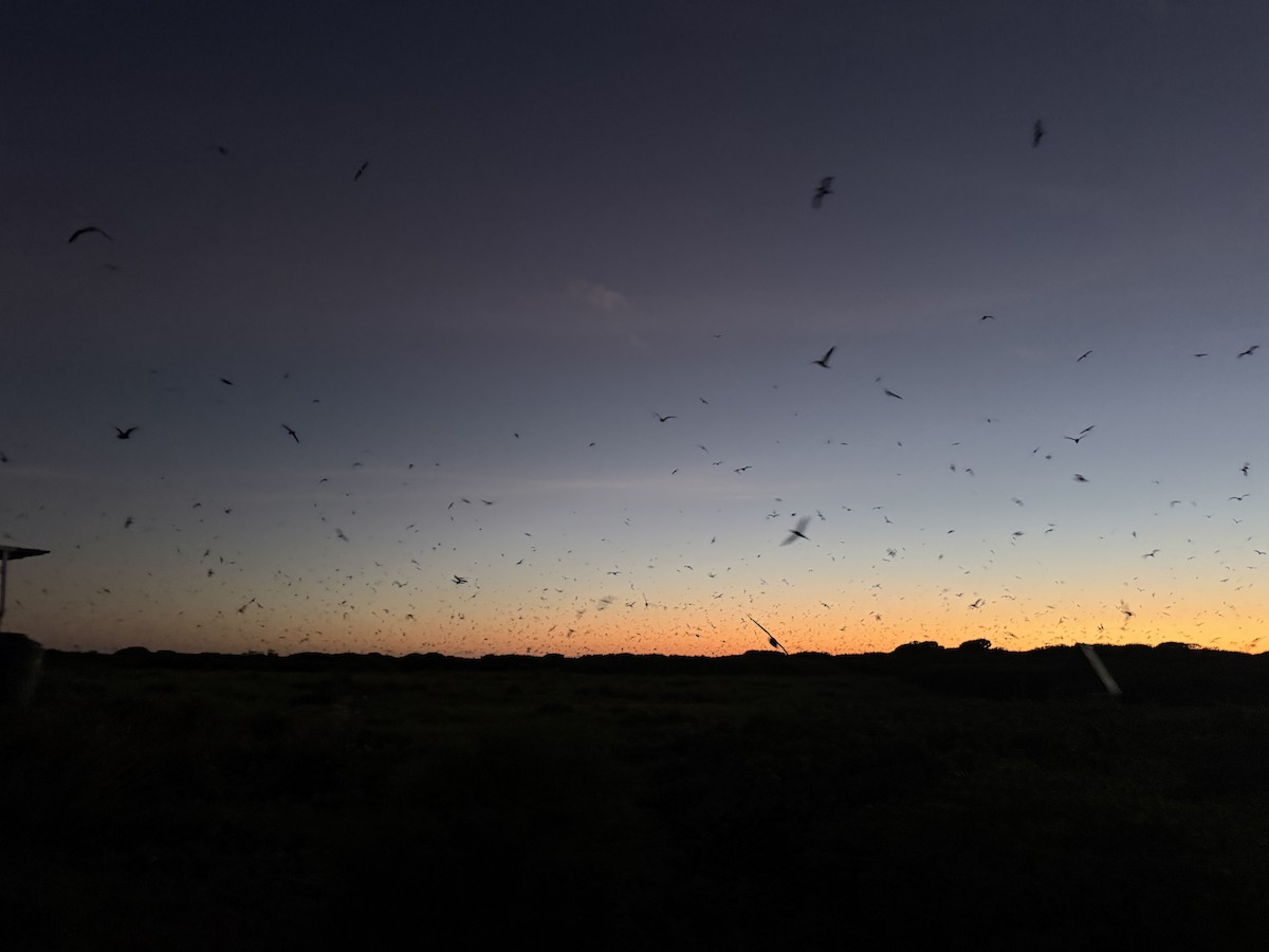 Bonin Petrel - ML644843220