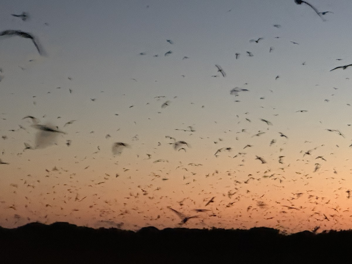 Bonin Petrel - ML644843221