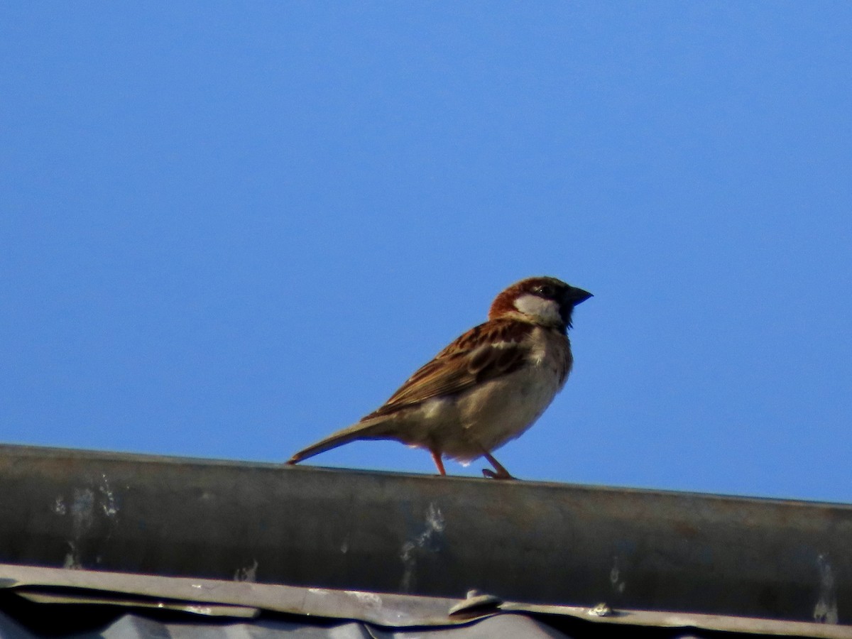 House Sparrow - ML644843252