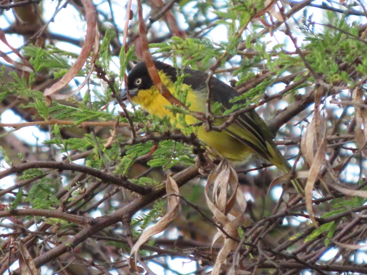 Baglafecht Weaver - ML644843262