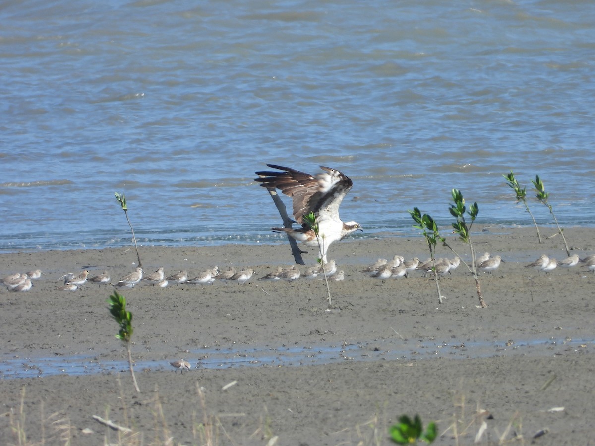 Скопа - ML644843269