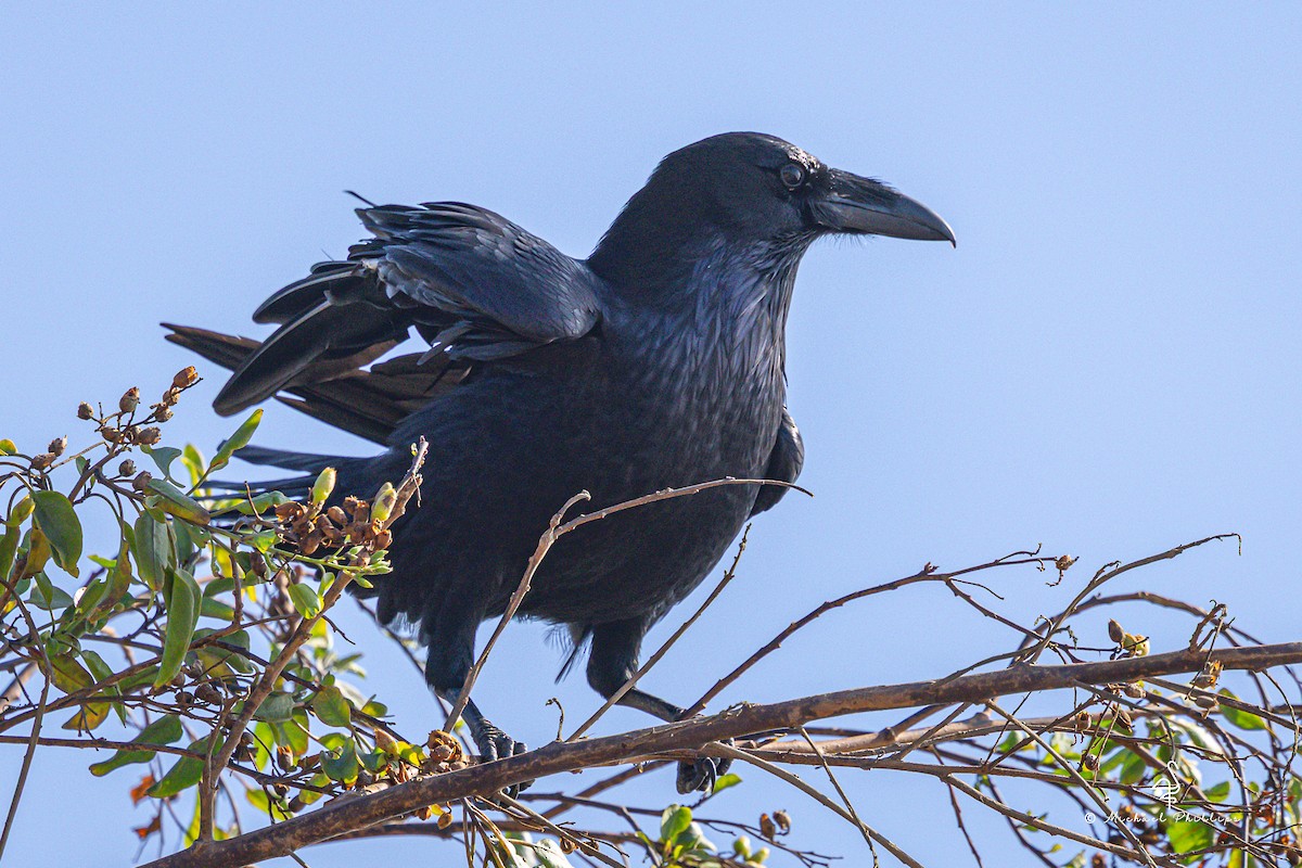 Common Raven - ML644843276